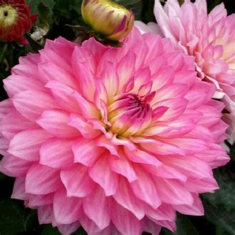 DAHLIA 'Gallery Bellini'- Dahlietta - купить рассаду цветов СПб