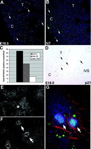 Regulation Of Cardiomyocyte Proliferation And Myocardial Growth During