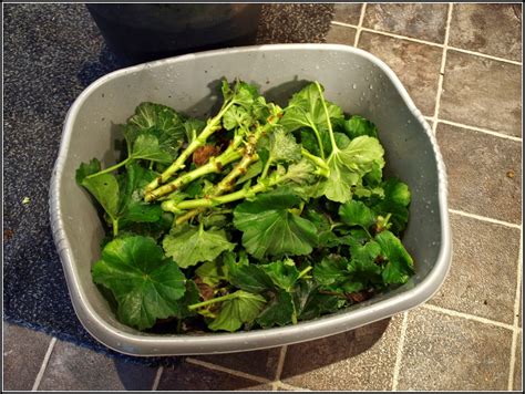 Mark's Veg Plot: Pruning the Geraniums