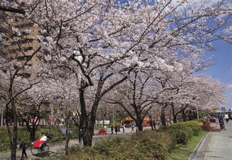 8 Best Sakura Places In Tokyo CuddlyNest