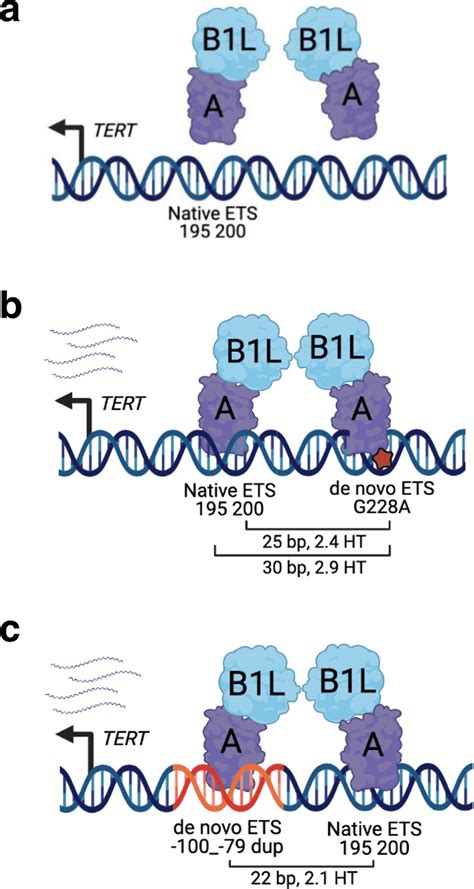 Tert Promoter Duplications Mimic Hotspot Mutations For Gabp Tetramer