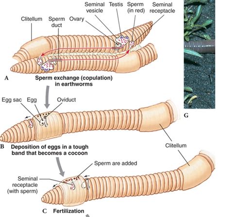 Solved How Would You Characterize The Type Of Reproduction