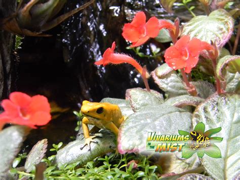 Vivariums In The Mist Home