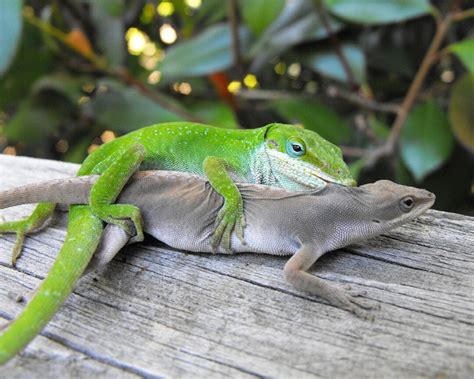 Love Bites Two Anole Lizards Mating Photo Print Green Male Etsy