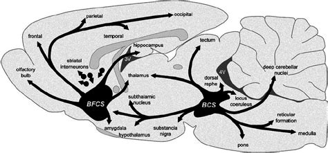 Schematic Diagram Of Cholinergic Systems In A Rodent Brain Adapted