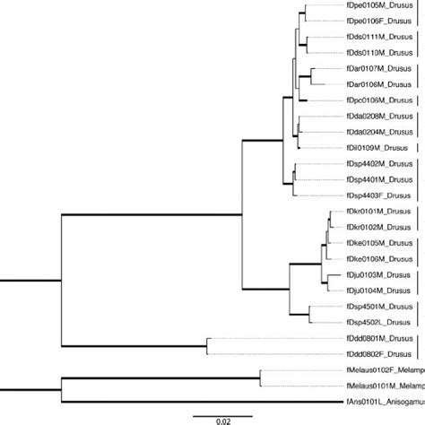 Results Of Phylogenetic Inference Bmcmc Species Tree Analysis For