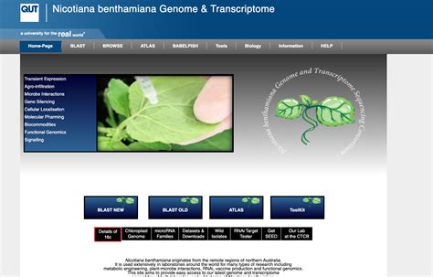 Nicotiana Benthamiana, A plant for all reasons - Centre for Agriculture and the Bioeconomy