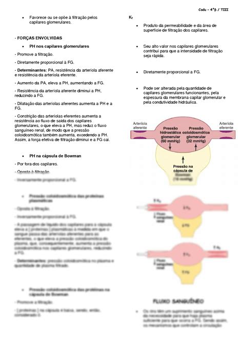 Solution Fg E Fluxo Sangu Neo Renal Studypool