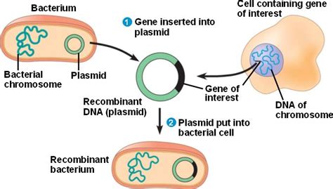 Gene Cloning: How does gene cloning work?