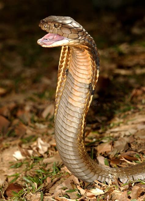 King Cobra Stock Photo Image Of Camouflage Asia Ground