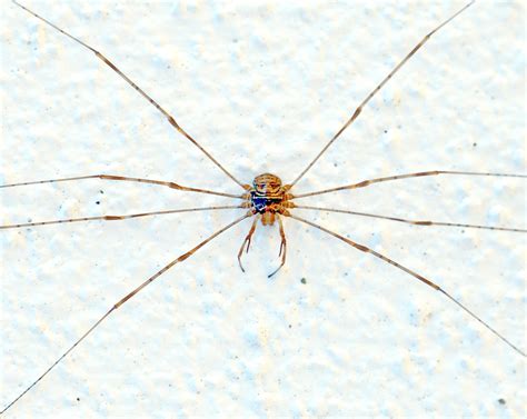 Harvestman Searchqharvestmanspiderandoqha Flickr