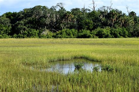 Florida Marshland Wetland Swamp Free Photo On Pixabay Pixabay