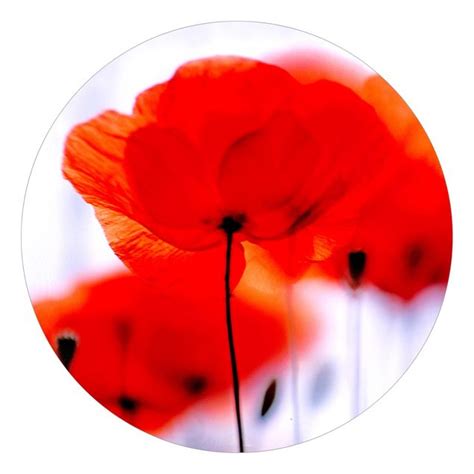 Magic Poppies Fototapete Rund Bilderwelten