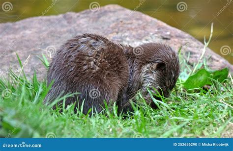 Baby Otter Playing in the Grass, Close-up, Selective Focus Stock Photo ...