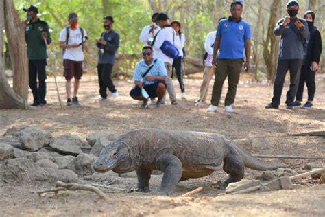 Hari Ini Harga Tiket Masuk Pulau Komodo Resmi Naik Jadi Rp Juta