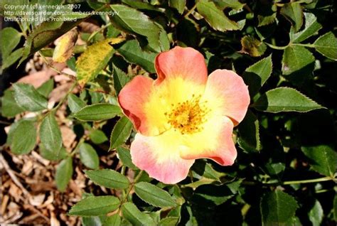 Plantfiles Pictures Shrub Rose Pamela Joy Rosa By Kennedyh