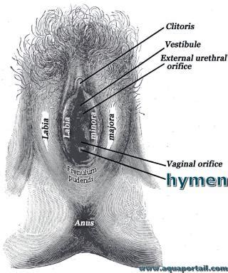 Hyménium définition et explications