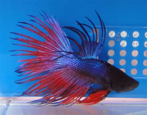 Blue And Red Crowntail Male Betta Betta Betta Fish Care Fish Pet