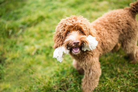 hypoallergenic dogs  dont shed