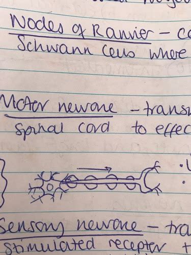 Ch Nervous Coordination Flashcards Quizlet