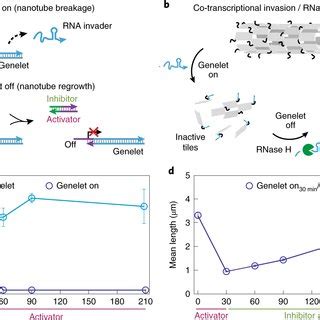 Schematics Of DNA Nanotube Self Assembly And Proposed Control