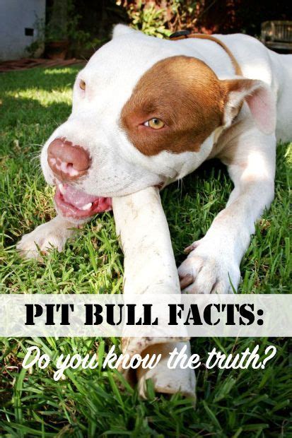 Pin On Pit Bull Facts