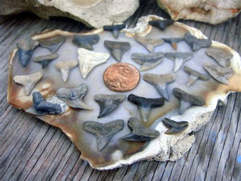 Fossilized Shark Teeth From Central Florida Lot Of 20 Bonus Etsy
