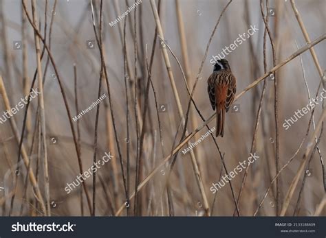 Common Reed Bunting Field Stock Photo 2133188409 Shutterstock
