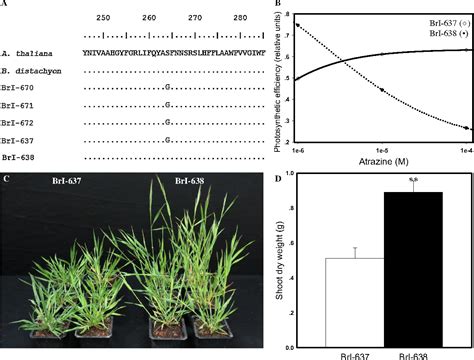 Figure 1 From Evolution Of Herbicide Resistance Mechanisms In Grass