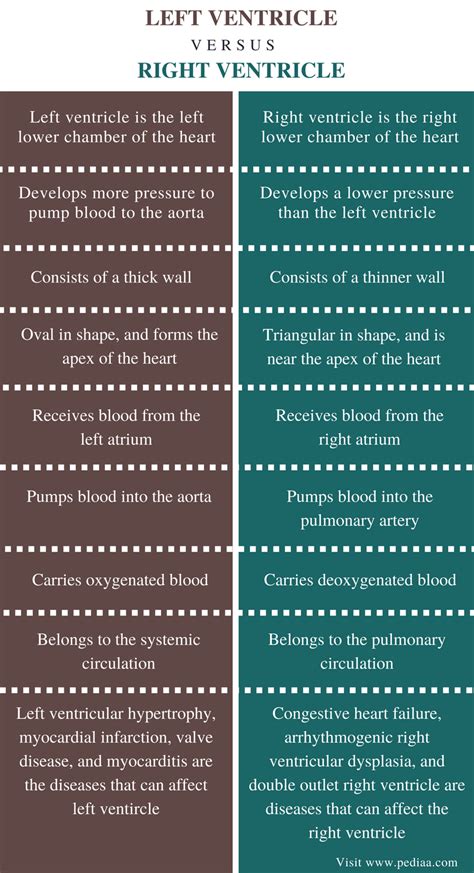 Difference Between Left and Right Ventricle | Definition, Anatomy ...