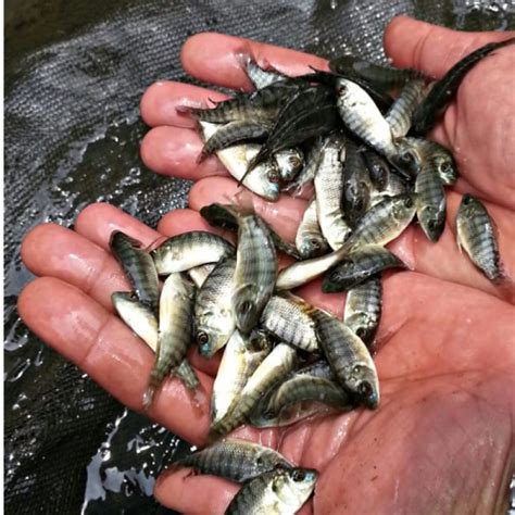 Pasarmina Benih Ikan Nila Nirwana Fishtipeace Depot Ikan
