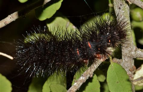 Stinging Caterpillars Identification And Guide Owlcation