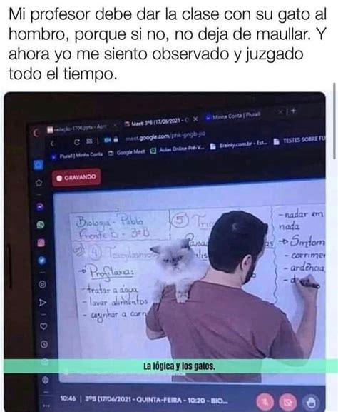 Mi Profesor Debe Dar La Clase Con Su Gato Al Hombro Porque Si No No