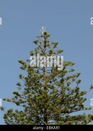 Norfolk Insel Pine Araucaria Heterophylla Araucaria Excelsa