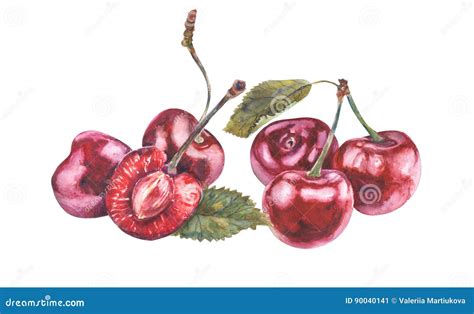 Cerises D Aquarelle Sur Le Fond Blanc Illustration Stock Illustration