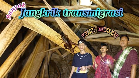 Musim Kemarau Banyak Jangkrik Transmigrasi YouTube