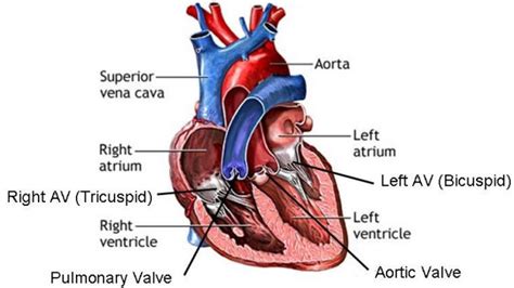 Heart ventricles