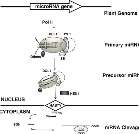 2 Biogenesis Of Plant Mirna The Primary Mirna Pri Mirna Transcript Download Scientific