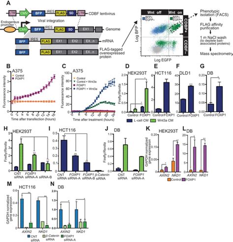 Foxp Potentiates Wnt Catenin Signaling In Diffuse Large B Cell