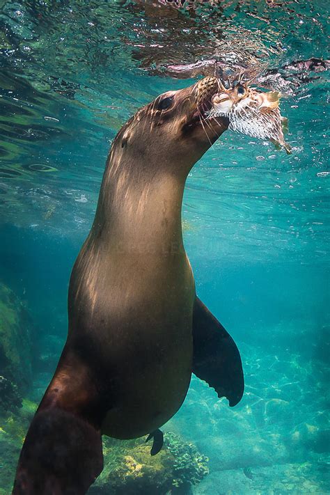 Greg Lecoeur Underwater And Wildlife Photography Zalophus Californianus