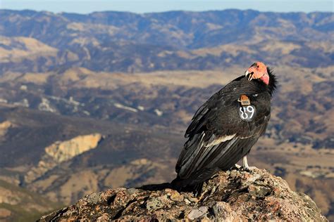 Como Hacer Un Disfraz De Condor Imagui