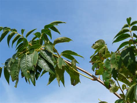 Phellodendron Amurense Amur Kurkboom Bloemenpark Appeltern