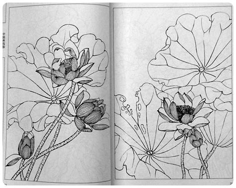 Лотос. Контурный рисунок. | Daily drawing, Chinese painting, Sketches