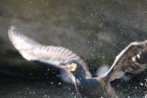 Premium Photo Close Up Of Bird Splashing Water