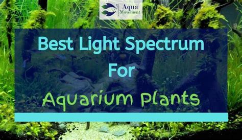 What Color Light Is Best For Aquarium Plants Homeminimalisite