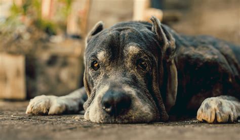 How Long Do Cane Corsos Live Understanding This Giant S Lifespan Puptips