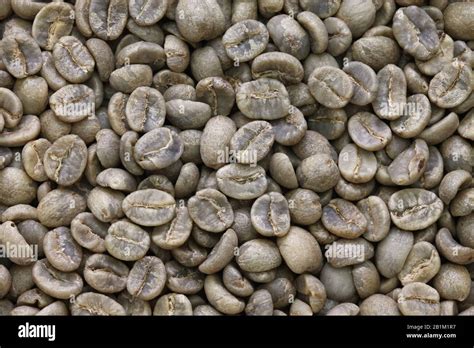 Roasting Coffee Beans Process By Handy Roaster At Home Prepare Green