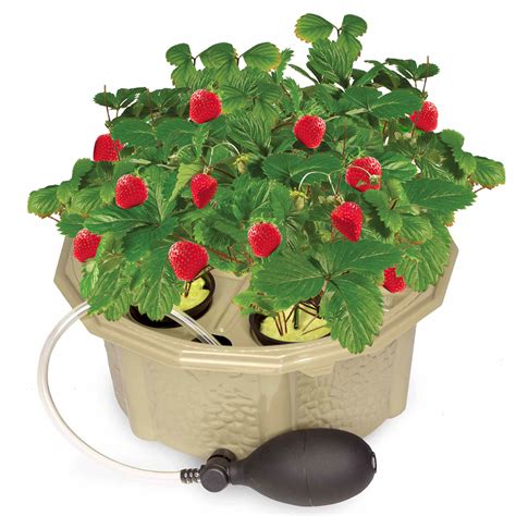 Hydroponic Strawberry Kit For Home Gardener