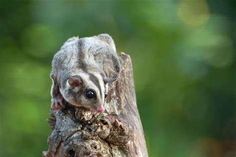 Sugar Glider Stock Photos Pictures And Royalty Free Images Istock