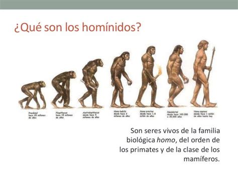 La Evolución De Los Hominidos